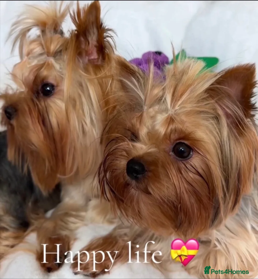 Yorkshire Terrier dogs for sale: Beautiful Male and female  - Advert 4
