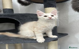Maine Coon cats for sale: Pedigree TICA Registered Maine Coon Kittens - Image 6