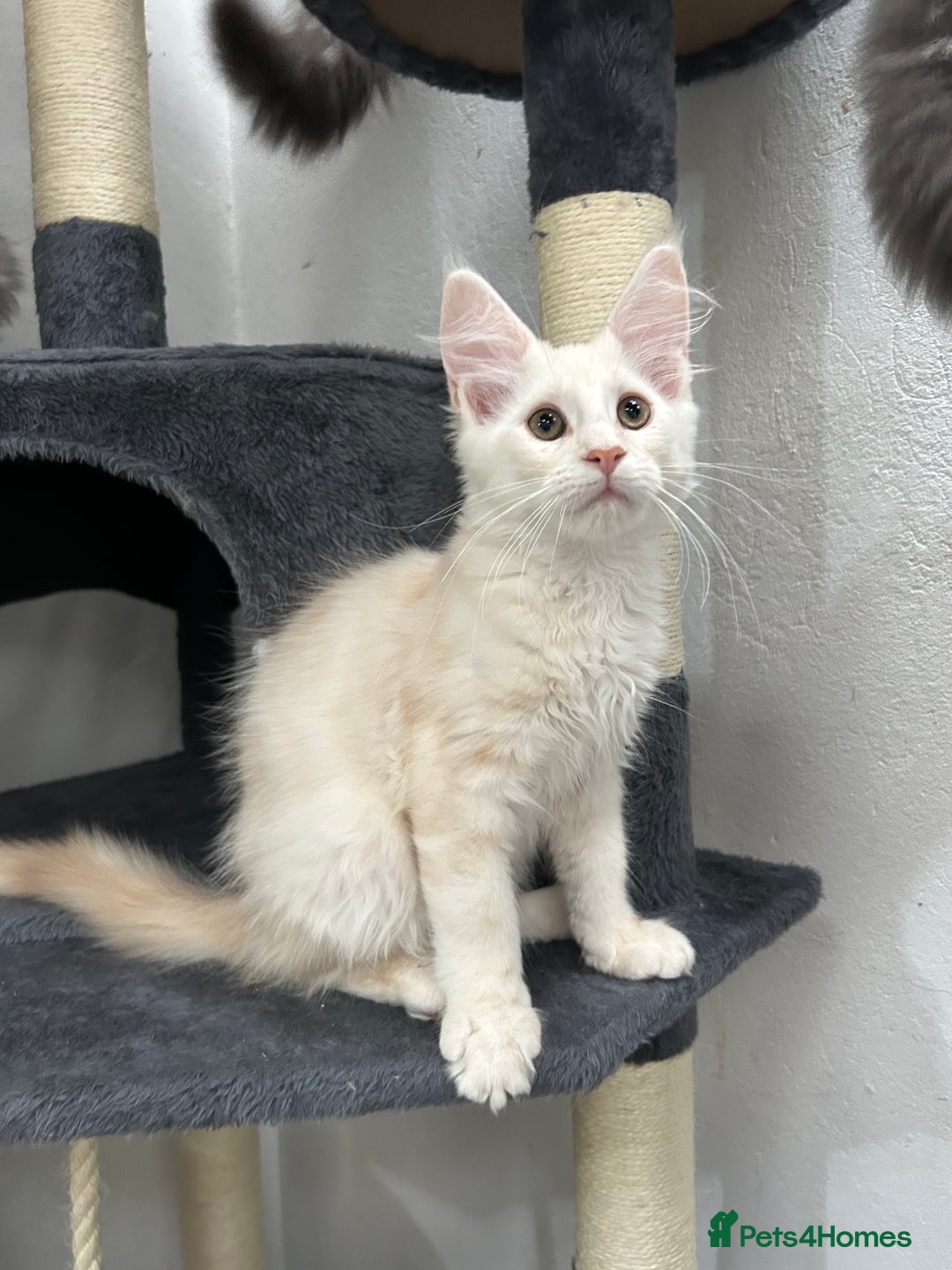 Maine Coon cats for sale: Pedigree TICA Registered Maine Coon Kittens - Image 6