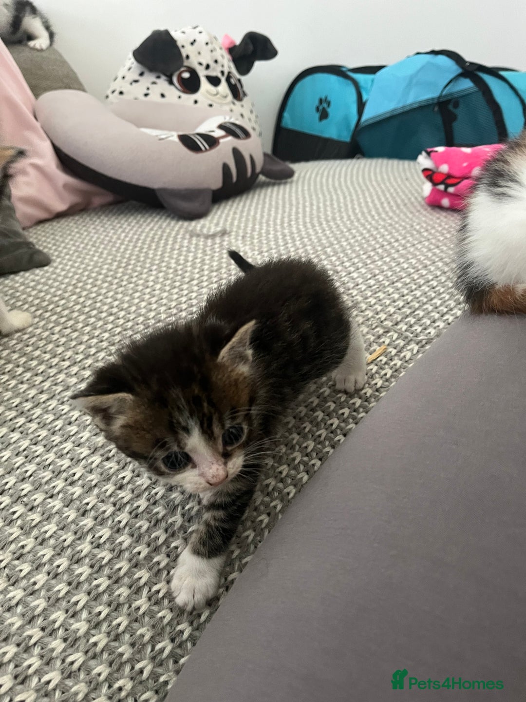 Maine Coon cats for sale: Mainecoon cross kittens - Image 3