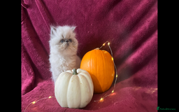 Persian cats for sale: 2 ULTRA AFFECTIONATE COLOURPOINT PERSIAN KITTENS  - Image 13