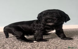 Cockapoo dogs for sale: Cockapoo Puppies Looking For Their Forever Home  - Image 2