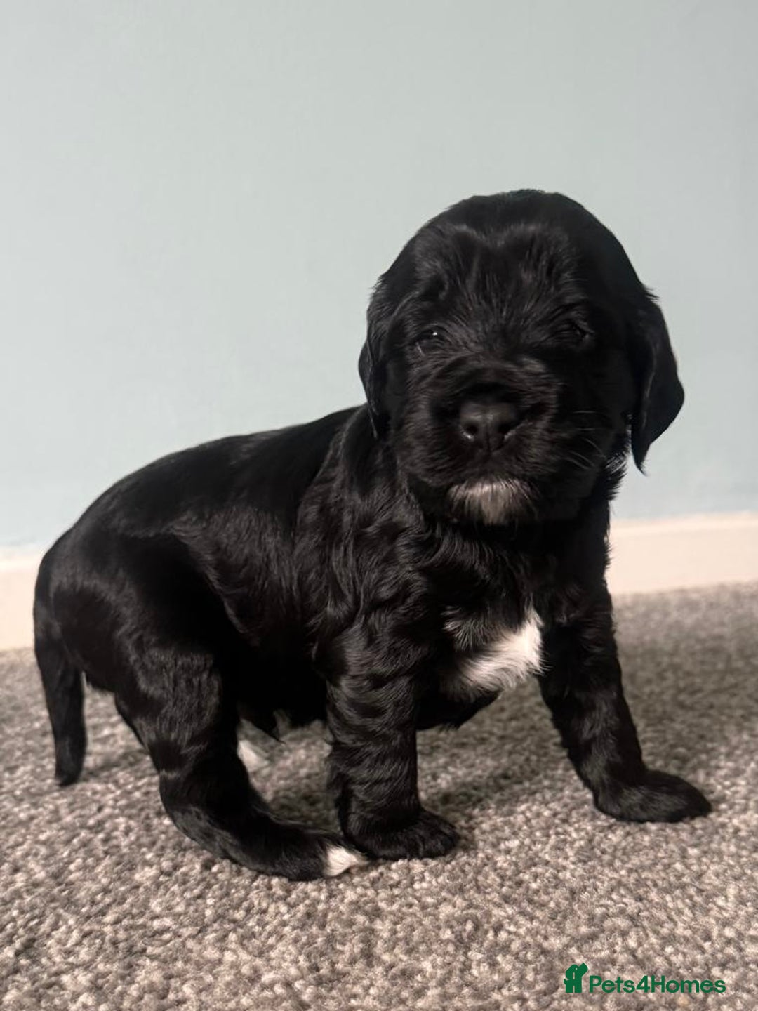 Cockapoo dogs for sale: Cockapoo Puppies Looking For Their Forever Home  - Image 2