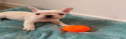 French Bulldog dogs for sale: Last 3 Girls left! Ready to leave!  - Advert 16