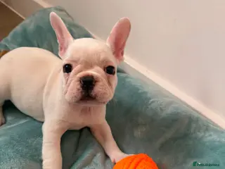French Bulldog dogs Last Girl! Ready to leave! - Advert 5