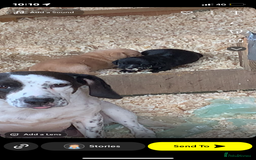 Bocker dogs for sale: Bocker - Image 3