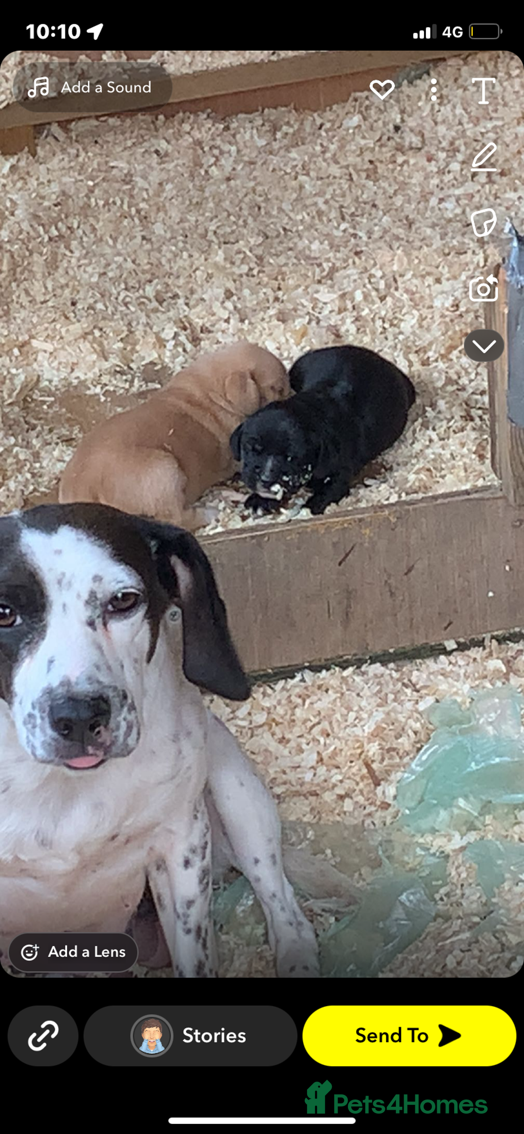 Bocker dogs for sale: Bocker - Image 3