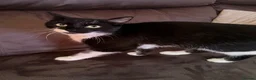 Mixed Breed cats for sale: Two Beautiful 10 Month Old Female cats - Advert 7