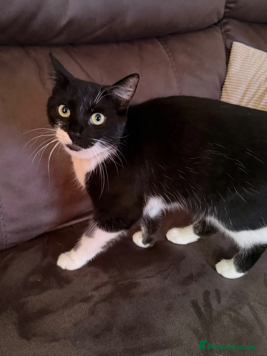 Mixed Breed cats for sale: Two Beautiful 10 Month Old Female cats - Advert 7