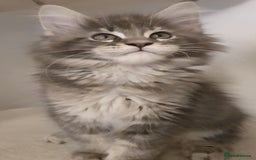 Maine Coon cats for sale: pure maine coon kittens - Image 2