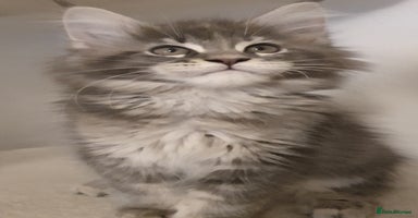Maine Coon cats - Advert 12