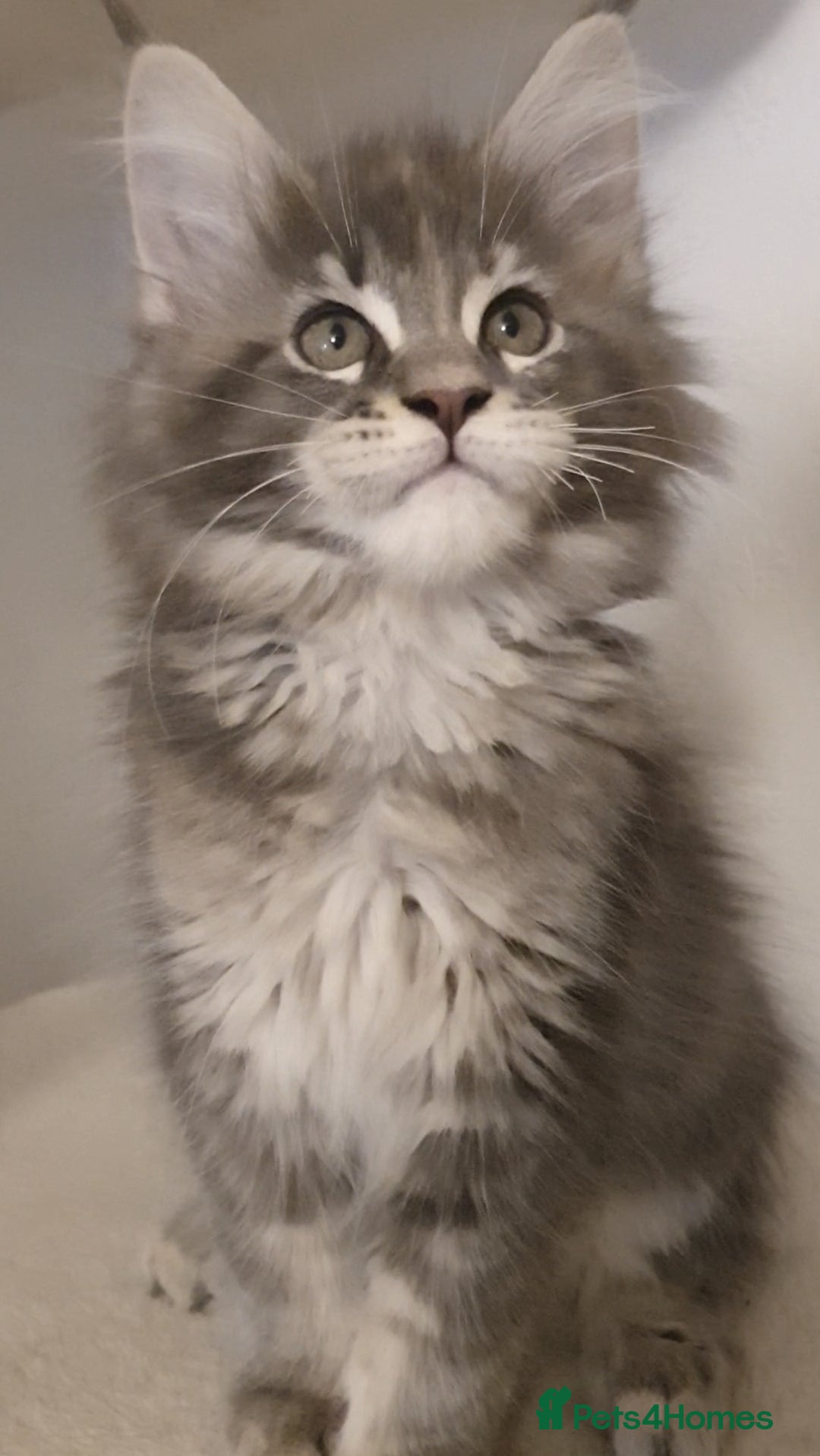 Maine Coon cats for sale: pure maine coon kittens - Image 2
