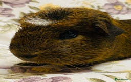 Guinea Pig rodents for sale: Beautiful mix of baby male Guineapigs  - Advert 25