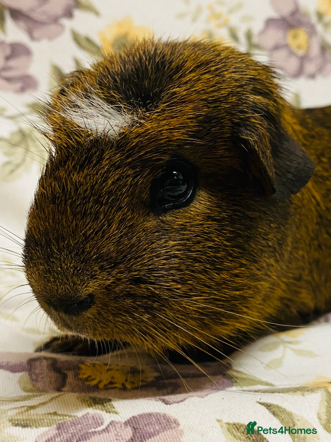Guinea Pig rodents for sale: Beautiful mix of baby male Guineapigs  - Advert 25