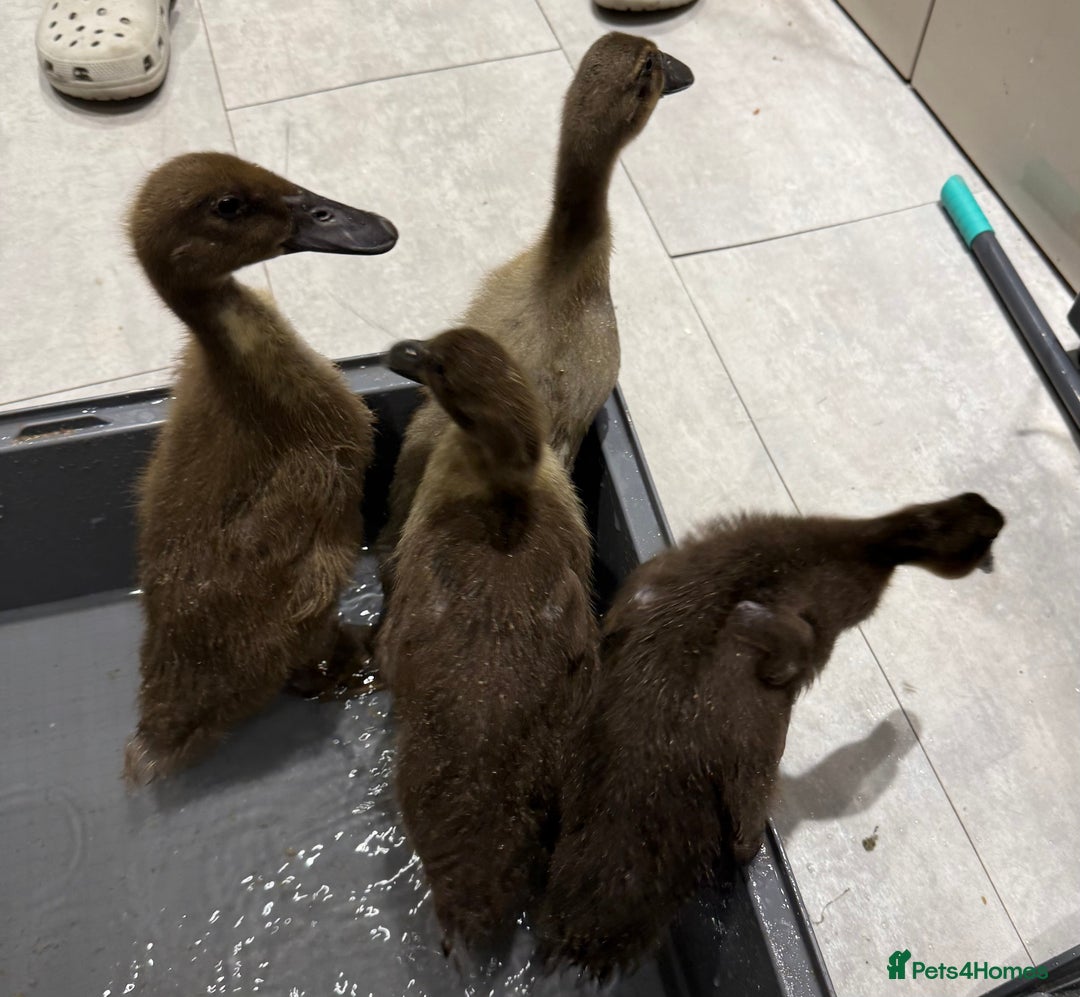 Ducks poultry for sale: 4 Runner ducks  - Image 3