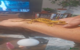 Gecko reptiles for sale: Crested geckos and full set ups  - Image 3