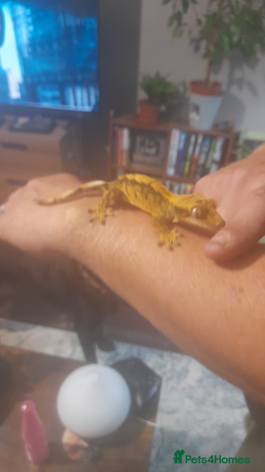 Gecko reptiles for sale: Crested geckos and full set ups  - Image 3