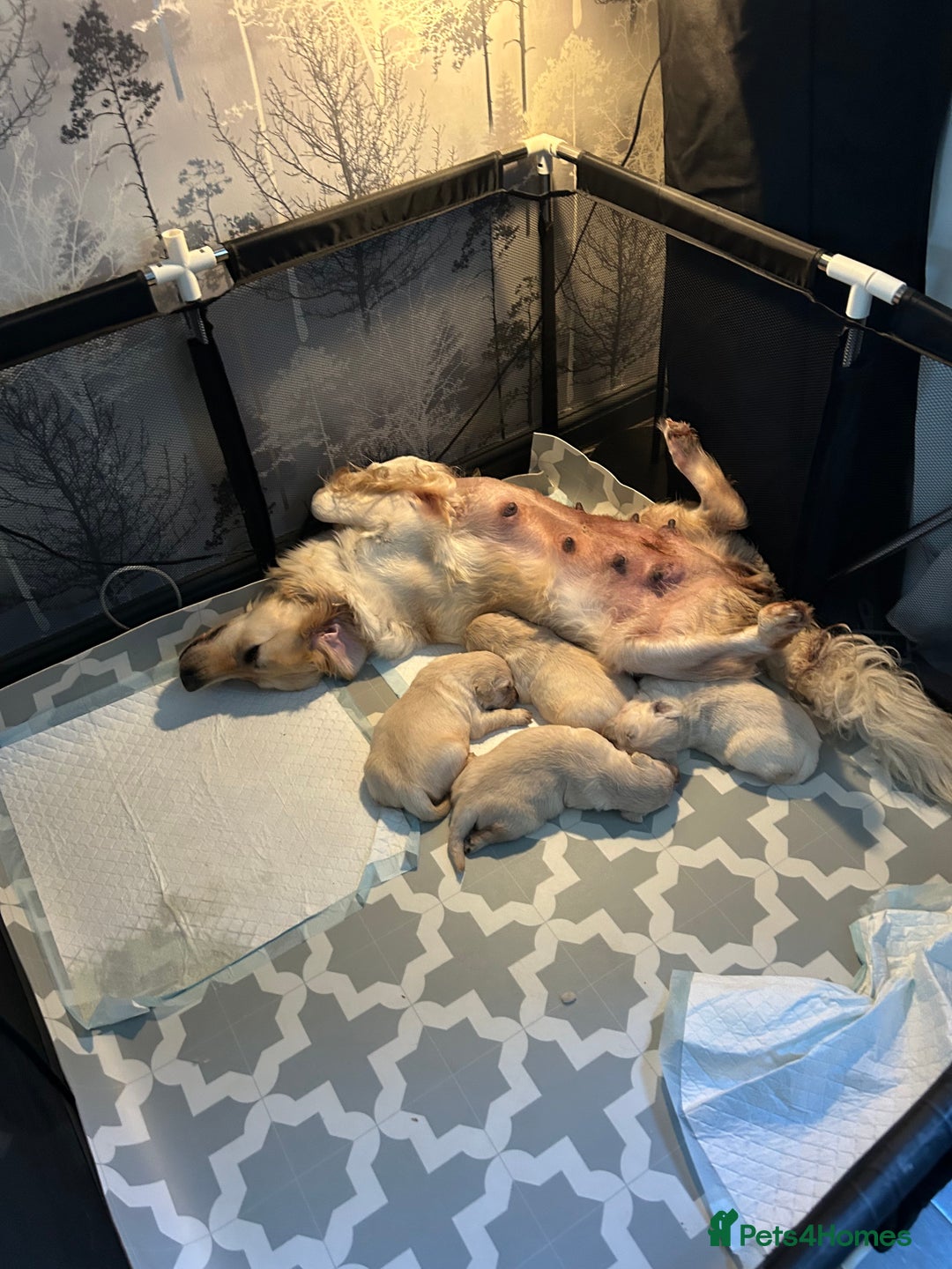 Golden Retriever dogs for sale: Golden retriever puppies - Image 5