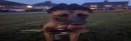 Belgian Shepherd Dog dogs for sale: Male Belgium Malinois  - Advert 10