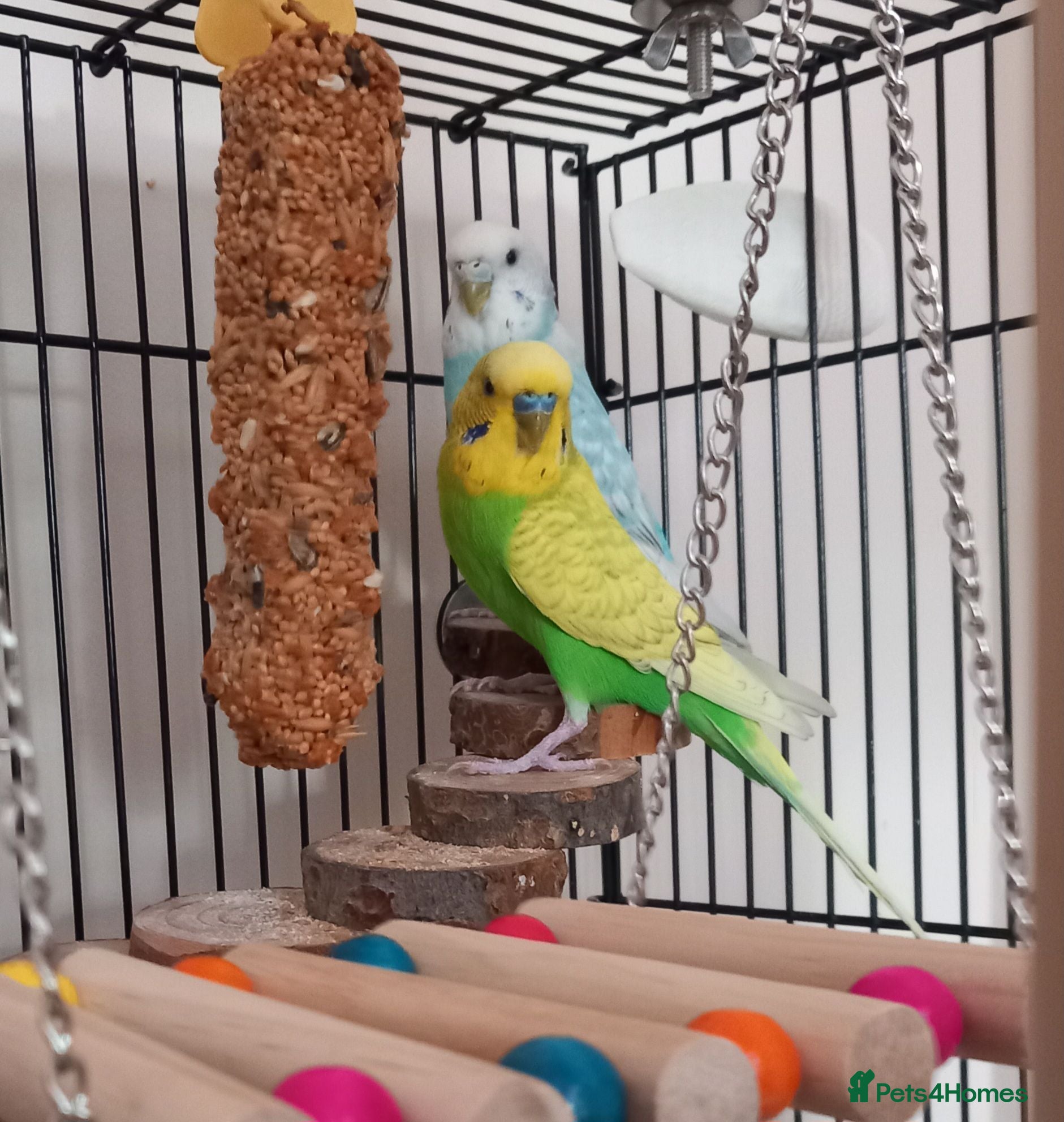 Budgerigars birds Pair of Budgies for sale !  - Advert 1