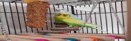 Budgerigars birds for sale: Pair of Budgies for sale !  in Sutton - Advert 1