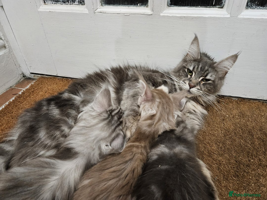 Maine Coon cats for sale: XL Maine Coon kittens - Image 9