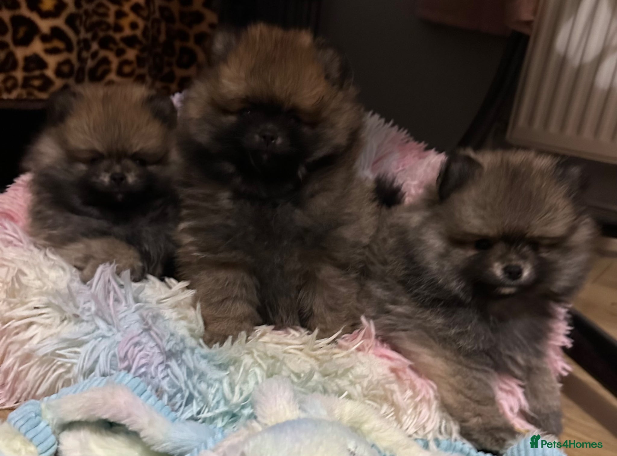 Pomeranian dogs ❤️ READY NOW! Stunning Pomeranian puppies 🐶❤️ - Advert 12