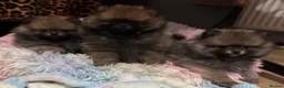 Pomeranian dogs for sale: ❤️ READY NOW! Stunning Pomeranian puppies 🐶❤️ - Advert 1