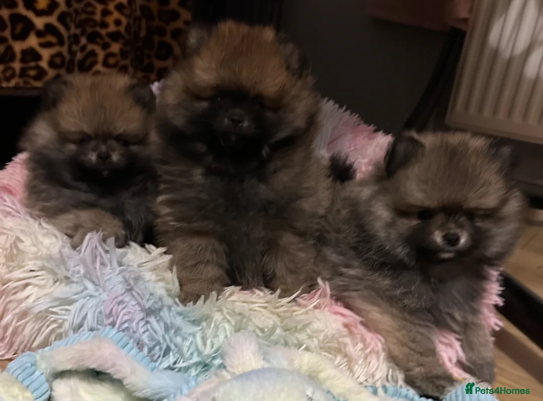 Pomeranian dogs for sale: ❤️ READY NOW! Stunning Pomeranian puppies 🐶❤️ - Advert 1