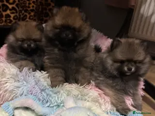 Pomeranian dogs ❤️ READY NOW! Stunning Pomeranian puppies 🐶❤️ - Advert 12