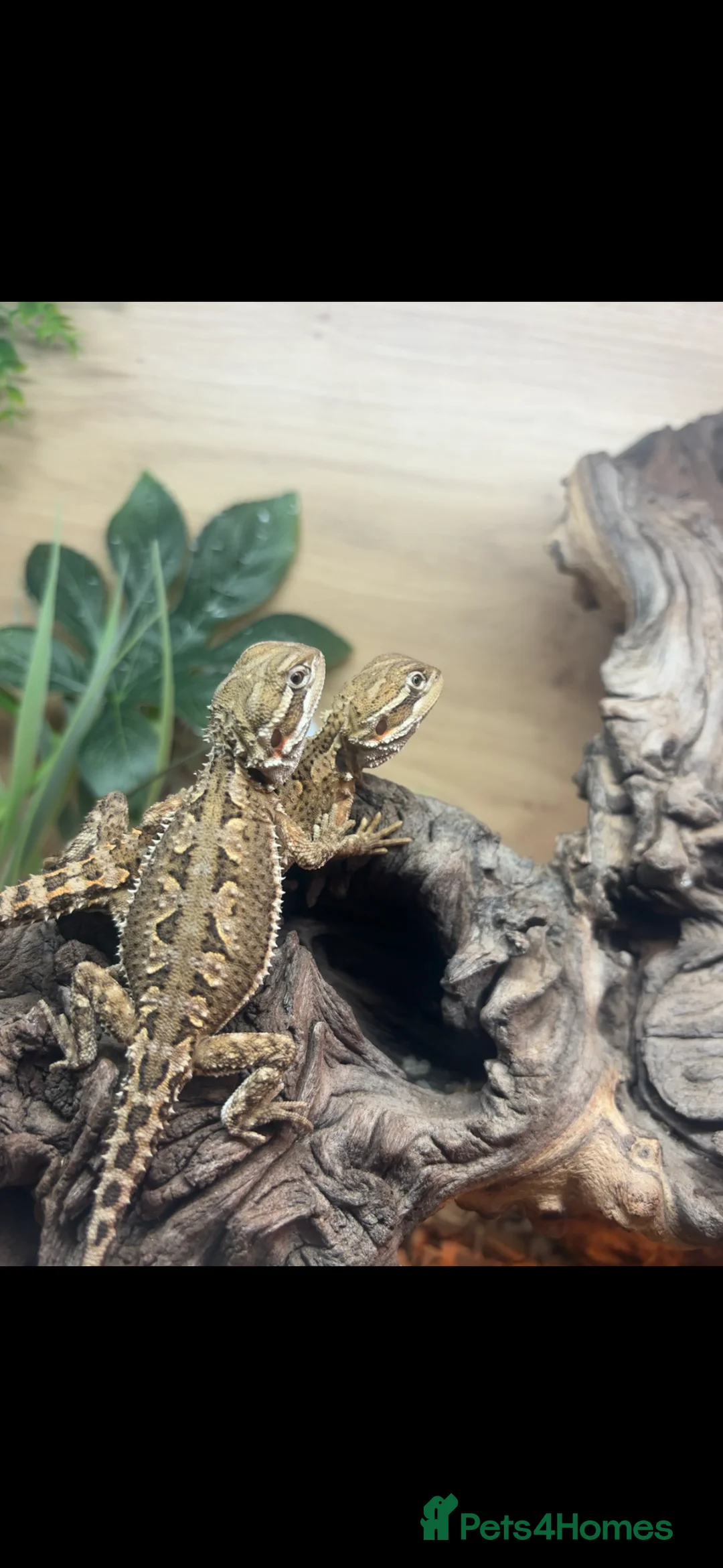 Dragon reptiles for sale: Ranking dragons with full set up  - Advert 1
