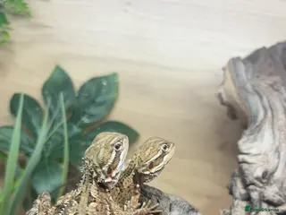 Dragon reptiles Ranking dragons with full set up - Advert 2