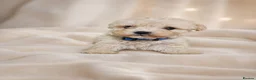 Maltipoo dogs for sale: Maltipoo puppies health tested parents  - Advert 10
