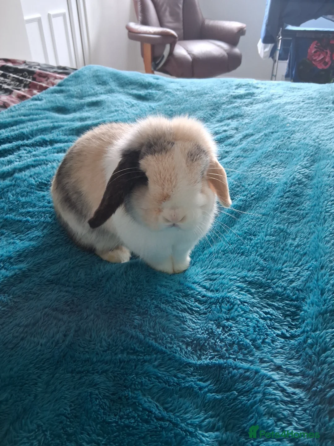 Mini Lop rabbits for sale: Mini Lop  - Advert 1