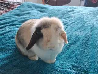 Mini Lop rabbits Mini Lop - Advert 1