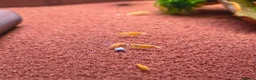 Shrimps fish for sale: Gold Yellow Cherry Shrimp  - Advert 2