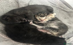 Domestic Shorthair cats for sale: Kittens - Image 1