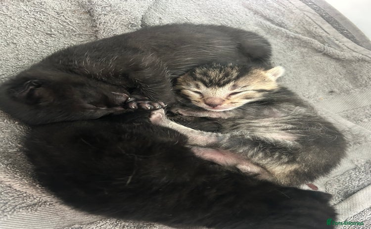 Domestic Shorthair cats - Advert 1