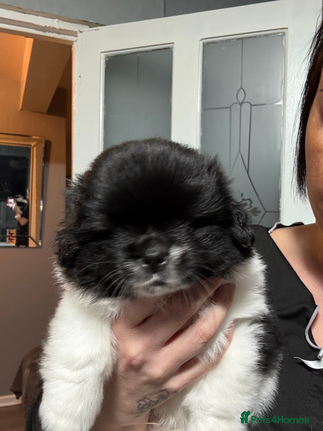 Mixed Breed dogs for sale: 2 Shihtzu cross Pomerania puppies  - Advert 14