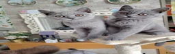 British Shorthair cats for sale: Beautiful british shirt hair kitten - Advert 3