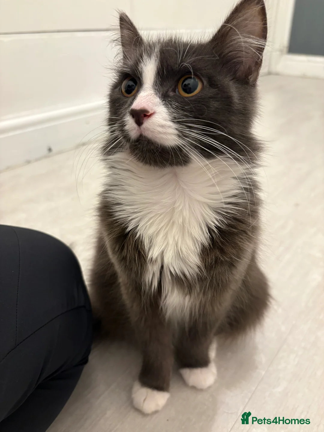 Turkish Angora cats for sale: grey and white Turkish angora kitten  - Advert 5