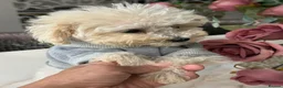 Toy Poodle dogs for sale: Pure Asian Toy poodles/Mom & Dad DNA Tested Clear - Advert 13