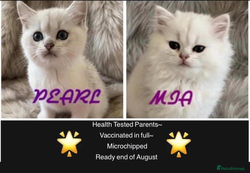 British Longhair cats ⭐️ SILVER TIPPED LUSH COATED KITTENS  ⭐️ - Advert 2