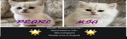 British Longhair cats for sale: ⭐️ BEAUTIFUL BLH & BSH FEMALE KITTENS   ⭐️ - Advert 7