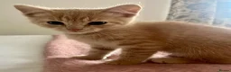 Ragdoll cats for sale: Ragdoll x British short hair ginger boy kitten  - Advert 5