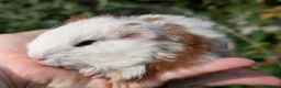 Guinea Pig rodents for sale: Beautiful guinea pig pups - Advert 3