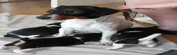 Jack Russell dogs for sale: Jack Russell puppies in Pershore - Advert 12