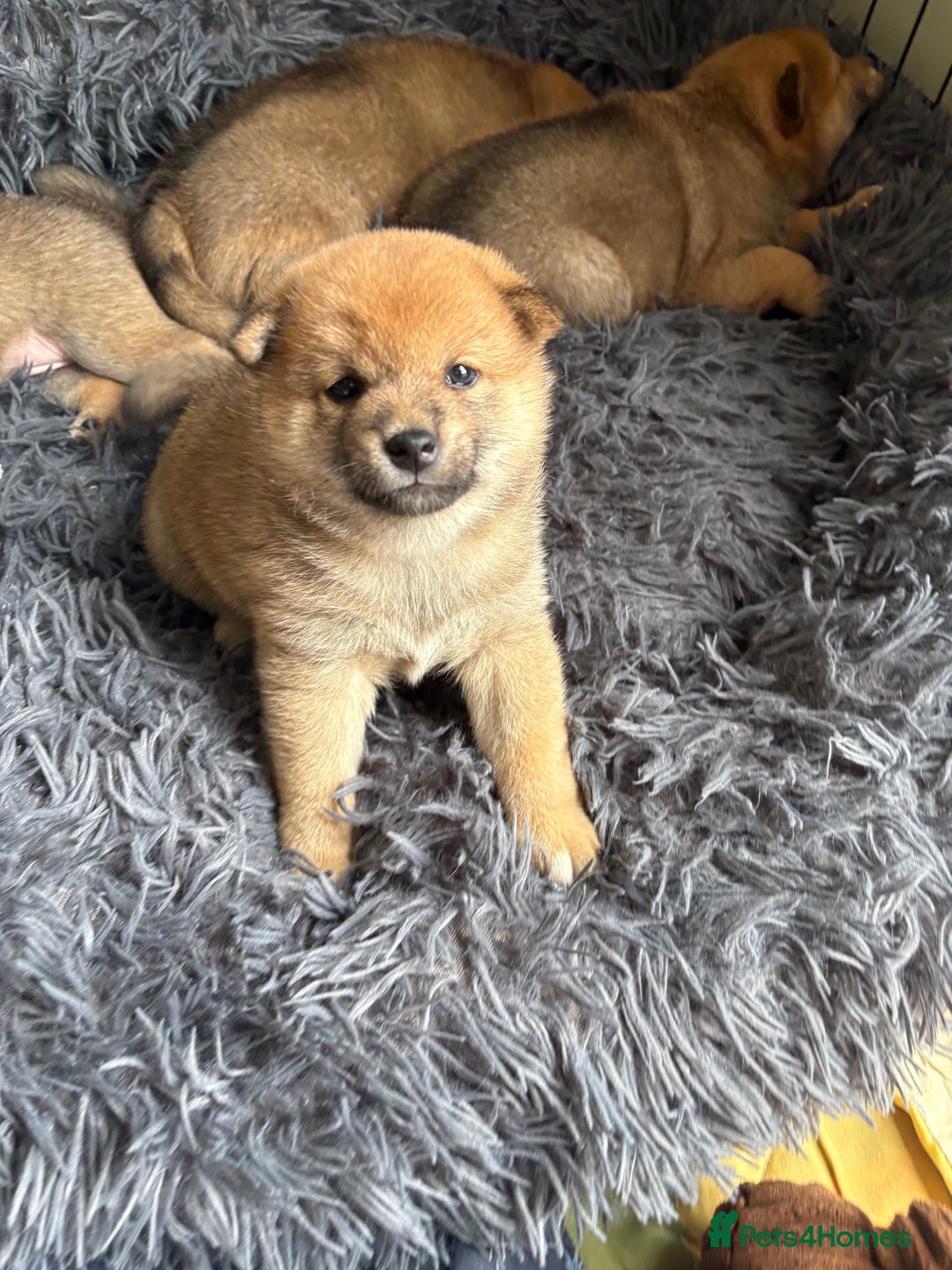 Japanese Shiba Inu dogs for sale: KC Registered Japanese Shiba-Inus  - Image 9