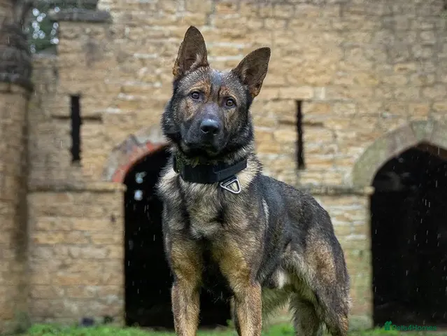 German Shepherd dogs for sale: Fully trained German shepherd - Advert 2