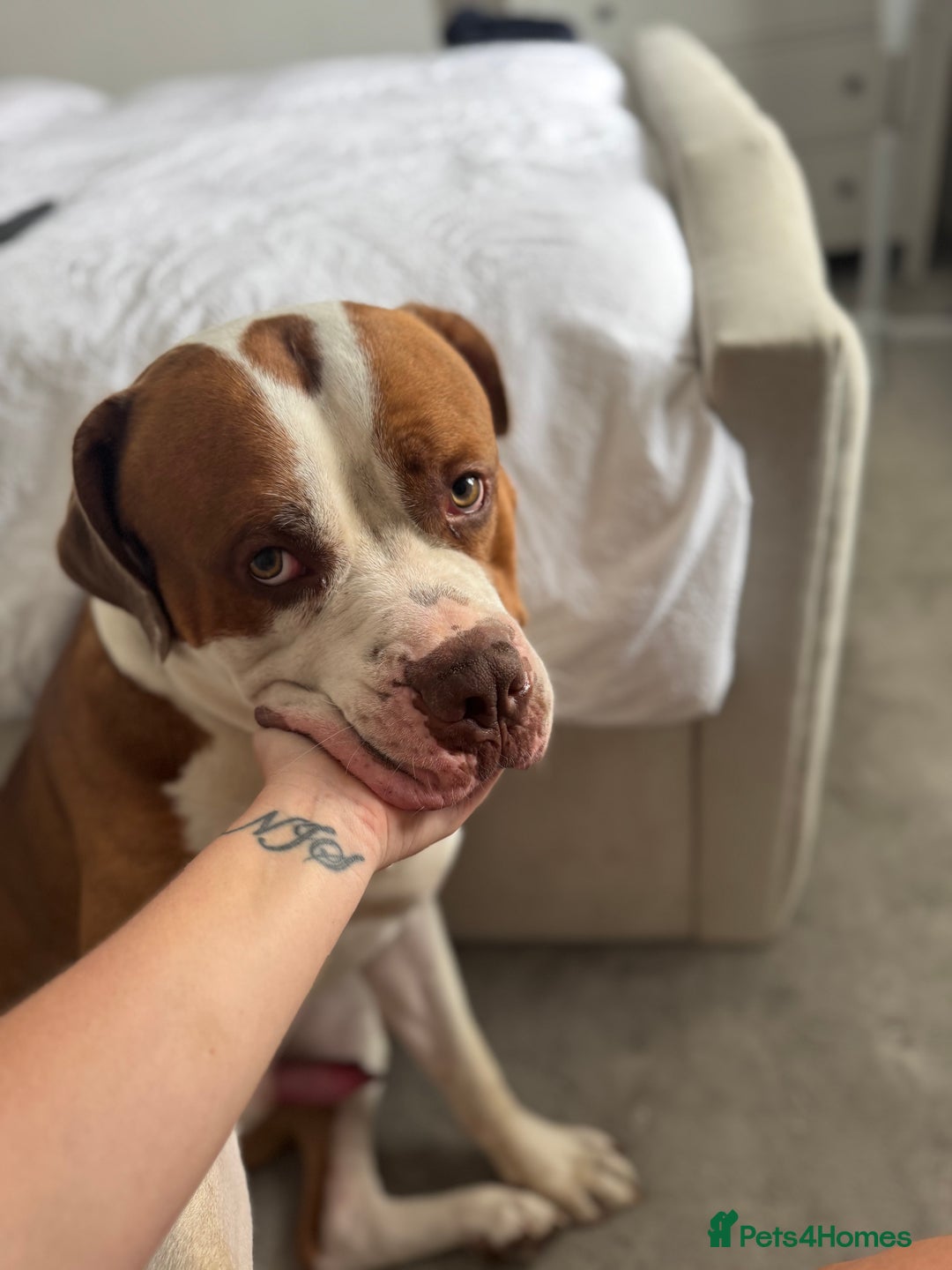 Mixed Breed dogs for sale: Boysie - Advert 32